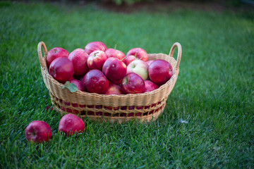 Wall Mural - red organic apples in a beautiful basket