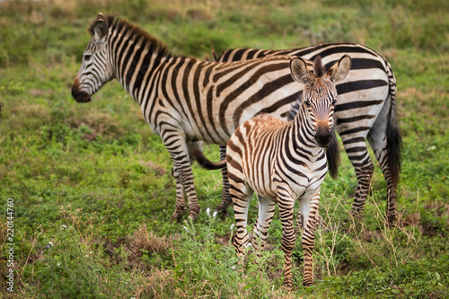 Plakat Plains Zebra Foal z rodziną w kraterze Ngorongoro w Tanzanii