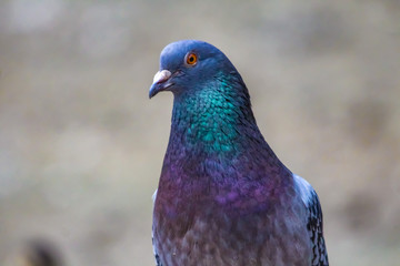 Canvas Print - pigeon