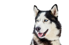 Sled Dog Siberian Husky Breed With Blue Eyes. Husky Dog Has Black And White Fur Color. Isolated White Background. Close Up