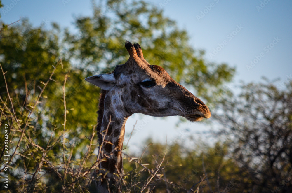 Giraffe