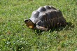 żółw olbrzymi na trawie