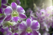 Beautiful Orchid Backdrop.