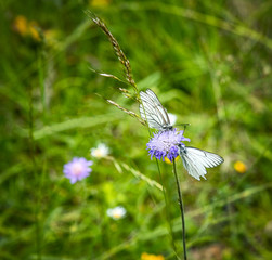 Two Black veined white butterfly in austrian mountains ( Aporia crataegi )