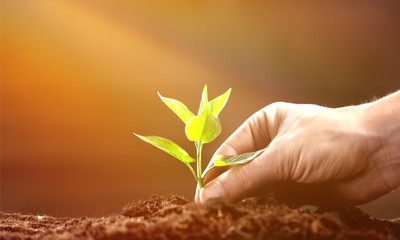 Poster - Green plant in human hand on background