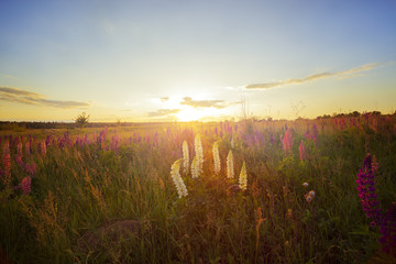 Poster -  Beautiful view of lupine flowers