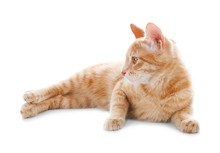 Adorable Yellow Tabby Cat On White Background