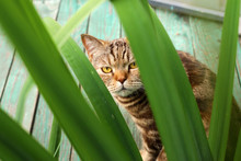 Cat In Grass