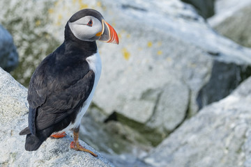 Poster - Atlantic Puffin, Machias Seal Island