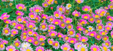 Beautiful pink Daisies - Daisy flower science name Bellis perennis on green natural material of beauty, health, herbal messages for background