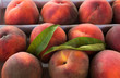 Fresh red freestone peach with leaves