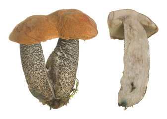 Wall Mural - Orange birch bolete, Leccinum versipelle whole and halved isolated on white background