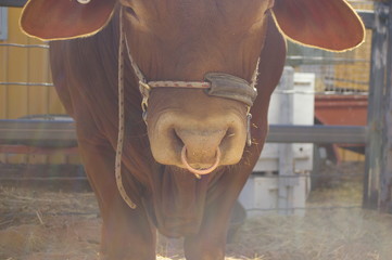 detail of a ring in the nose of a droughtmaster bull in a yard at an agricultural show rural New South Wales, Australia