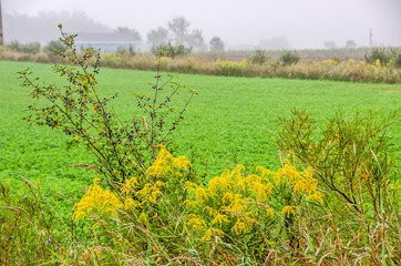 Wall Mural - Berries and Goldenrod (Solidago)