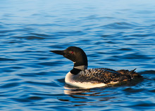 Common Loon Or Great Northern Diver - Gavia Immer - Swimming In A Lake In Bemidji Minnesota.