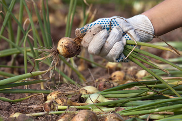 Wall Mural - hand holding fresh harvested bulbs of onion