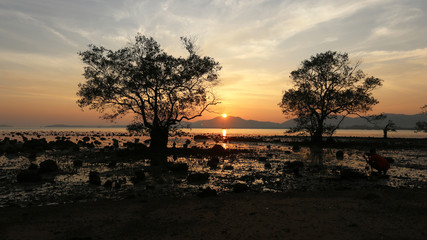 Dramatic of colourful sunset on mangrove environment scape, Phuket, Thailand