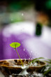 © Malcolm - Rain drops splashing in a bowl
