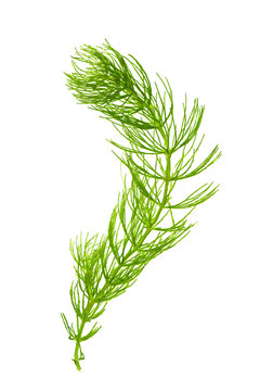 hornwort ( ceratophyllum demersum ) on white background.