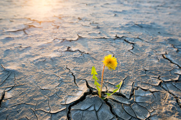 plant growing in desert drought concept