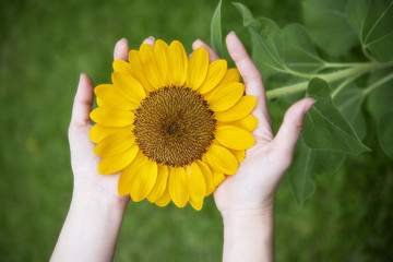 Beautiful flower sunflowers in the park.