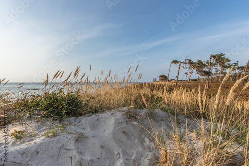 Tapety artystyczne Natura 