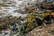 Pollution of the world's oceans with plastic litter, California