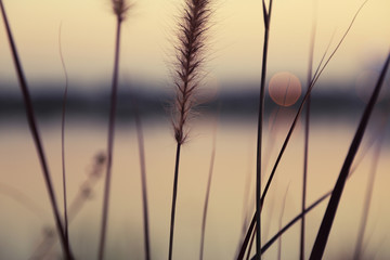 Wall Mural - Close up of brown grass flower with golden light bokeh over a lake, vintage toned color, nature abstract background.