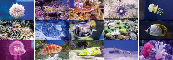 Wall Mural - Colorful fish in aquarium saltwater world