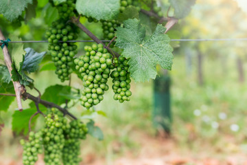 Wall Mural - Ingrapes in the vineyard