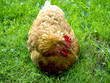 chicken on the grass