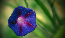 Morning Glory Purple Flower And Green Background 