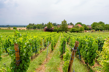 Wall Mural - Ingrapes in the vineyard