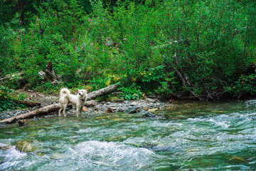 White dog swims mountain river on background of rich vegetation. Man's best friend in water. Fast stream in mountain creek. Wet animal on nature. Amazing landscape with pet.