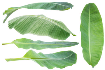 Wall Mural - banana leaf.Isolated on white background with clipping path.