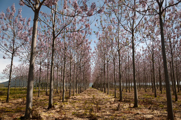 Wall Mural - Pink flowers on trees. Tabebuia rosea