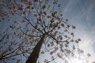 Wall Mural - Pink flowers on trees. Tabebuia rosea