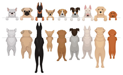 Poster - Dogs of different breeds hanging on border. Portraits of muzzles with paws and full bodies. Front and back view. Flat vector design