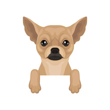 Chihuahua Puppy Hanging On Invisible Border. Home Pet. Flat Vector For Promo Poster Of Pet Clinic Or Dog Food Packaging