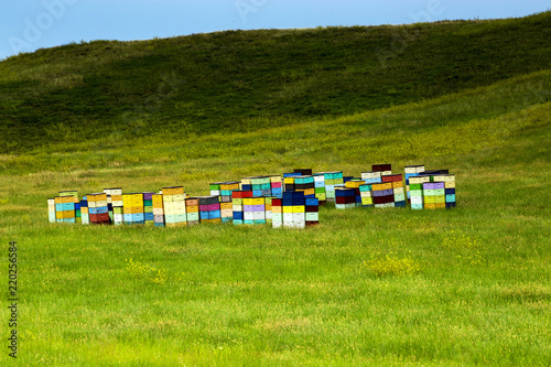 Fotografie, Obraz Colorful Beehives of the rolling hill of South Dakota, near Custer State Park, S