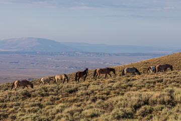 Sticker - Wild Horses in Sand Wash Basin Colorado