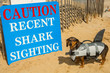 Dachshund puppy in a shark costume at Cape Cod Massachusetts. 