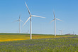 Wind turbines and flowers near Vredenburg