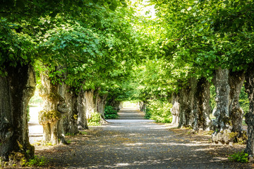  Avenue, allée with trees.