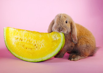 Sticker - Lop eating watermelon Cute bunny rabbit kit on colorful studio background