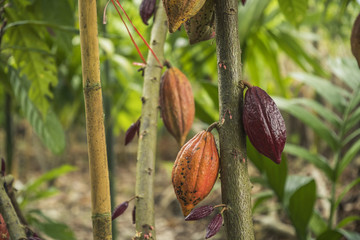 the cocoa tree with fruits. yellow and green cocoa pods grow on the tree