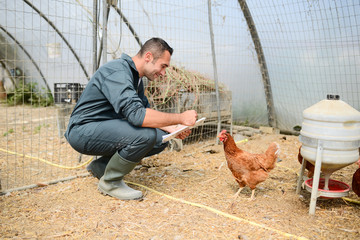 Wall Mural - portrait of handsome young farmer veterinarian taking care of poultry in a small chicken farm