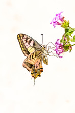 Papillon - Papilio Machaon