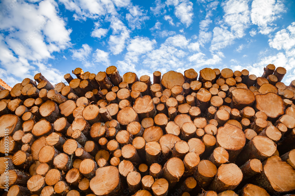Stacked wood logs - lumber or timber industry concept - obrazy, fototapety, plakaty 