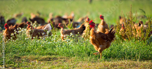 Fotomural Poulets d'élevage en plein air, volaille en campagne